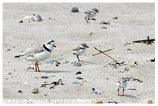 Piping Plover with chicks