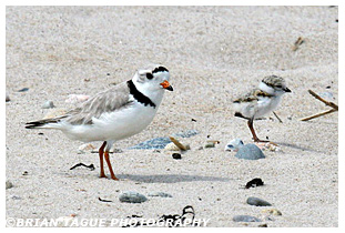 Piping Plover with chicks