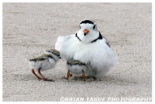 Piping Plover brooding with chicks