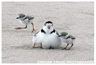 Piping Plover brooding with chicks
