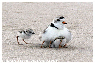 Piping Plover brooding with chicks