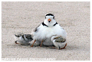 Piping Plover brooding with chicks