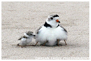 Piping Plover brooding with chicks