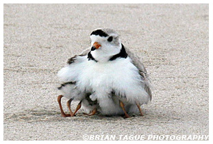 Piping Plover brooding with chicks