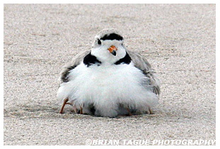 Piping Plover brooding with chicks