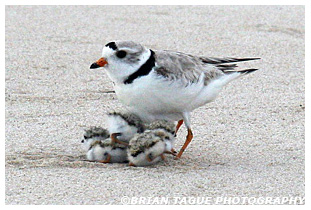 Piping Plover brooding with chicks