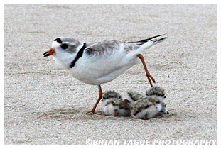 Piping Plover brooding with chicks