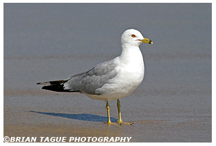 Ring-billed Gull