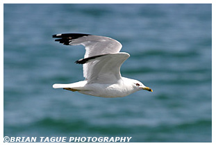 Ring-billed Gull