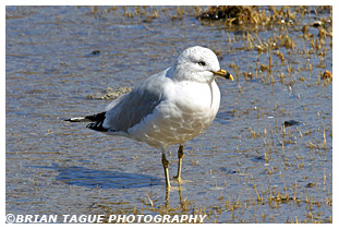 Ring-billed Gull