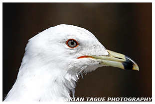 Ring-billed Gull