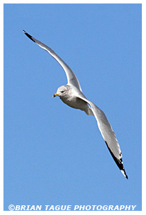Ring-billed Gull