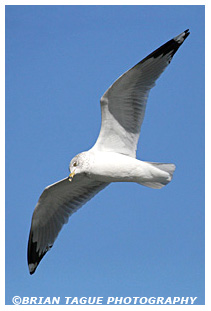 Ring-billed Gull