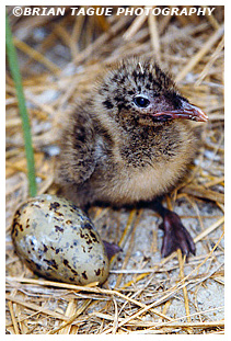 Roseate Tern chick