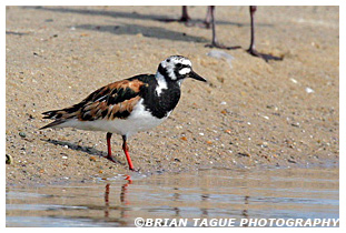 Ruddy Turnstone