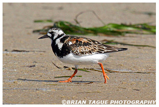 Ruddy Turnstone