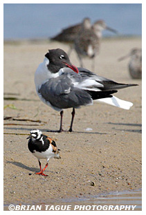 Ruddy Turnstone & Laughing Gull
