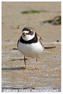 Semipalmated Plover