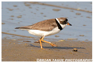 Semipalmated Plover