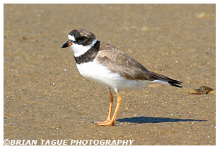 Semipalmated Plover