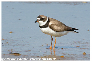 Semipalmated Plover