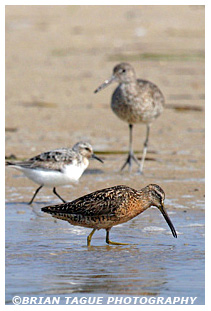 Short-billed Dowitcher