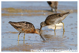 Short-billed Dowitcher
