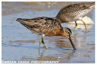 Short-billed Dowitcher