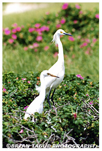 Snowy Egret with fledgling