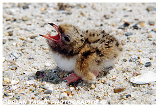 Common Tern chick
