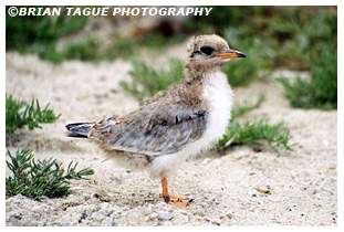 Common Tern fledgling