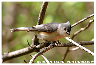 Tufted Titmouse