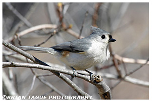 Tufted Titmouse