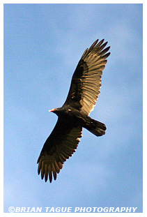 Turkey Vulture