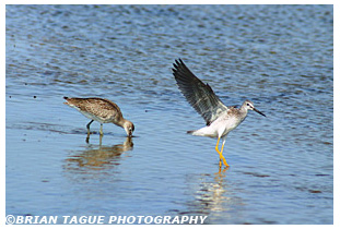 Willet & Greater Yellowlegs