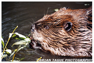 Beaver