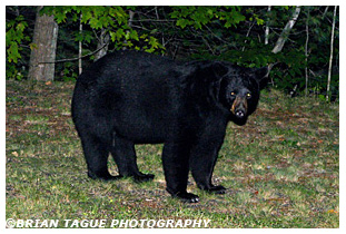 Black Bear