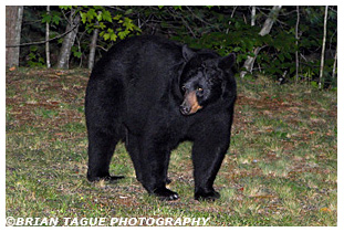 Black Bear