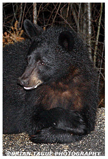 Black Bear