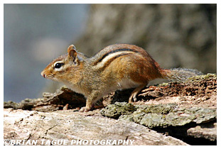 Chipmunk