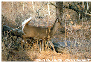 White-Tail Deer