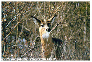 White-Tail Deer