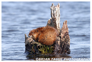 Muskrat