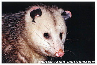 Opossum