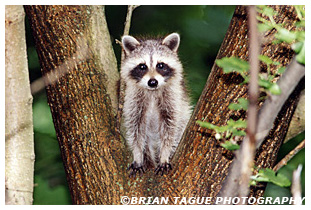 Raccoon Kit