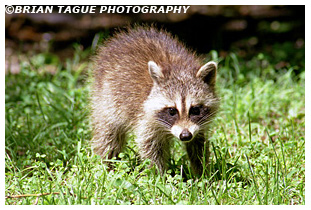  Raccoon Kit