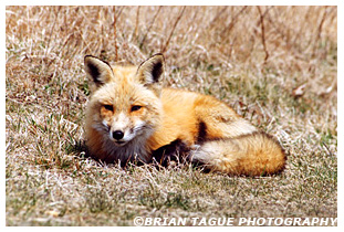 Red Fox