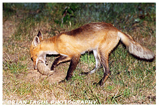 Red Fox burying a cache of rabbits