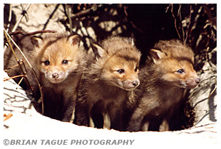 Red Fox kits