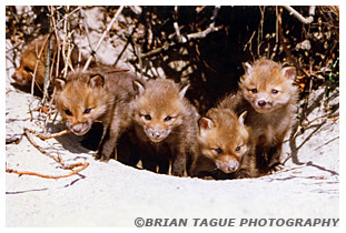 Red Fox kits